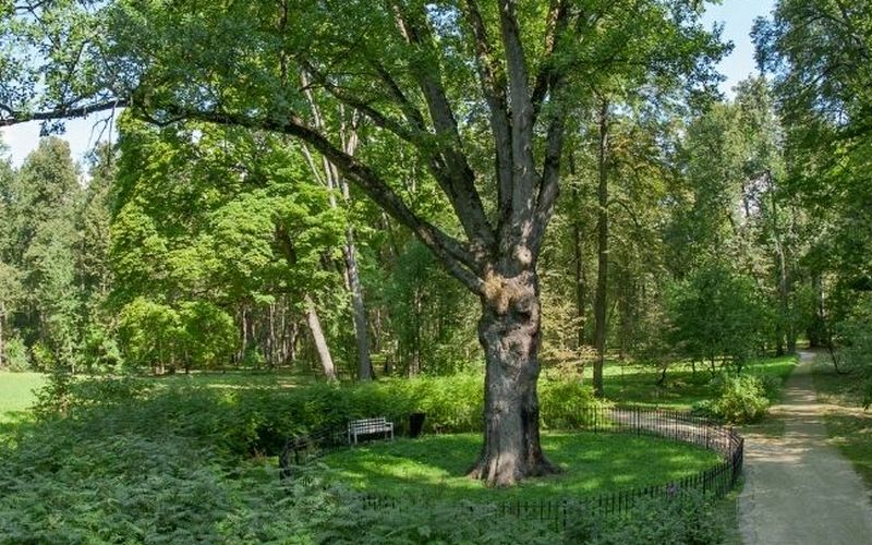 Тургеневский дуб участвует в конкурсе Европейское дерево года