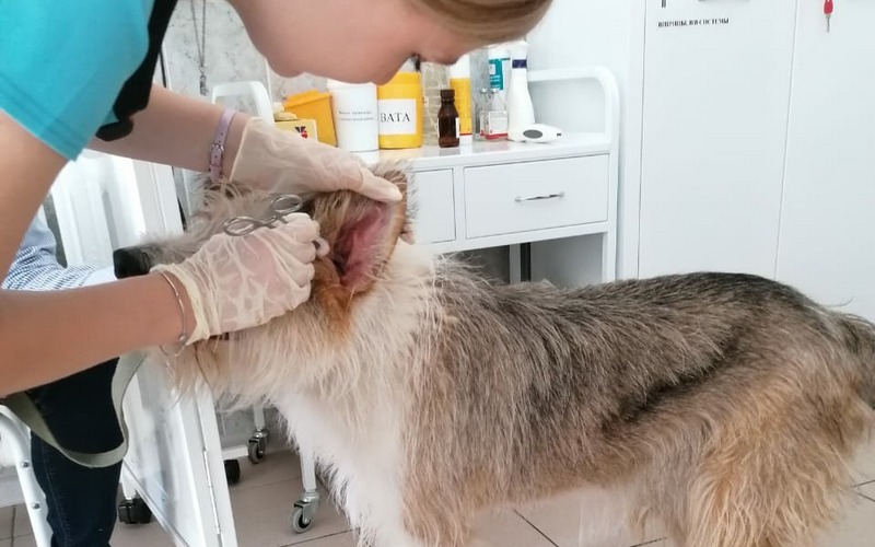 Как правильно чистить уши собаке, кошке рассказывает ветеринарный врач ФГБУ «Брянская МВЛ»