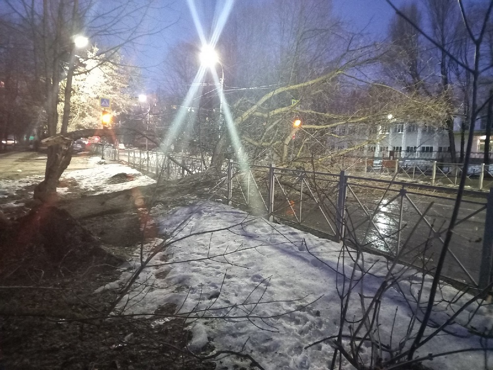 В Брянске на улице Горбатова упало дерево на дорогу