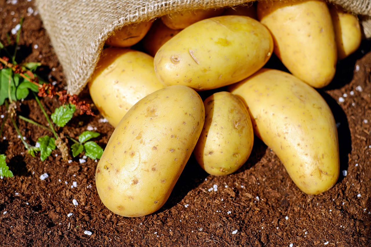 В 2022 году брянские дачники увеличат посевы картофеля
