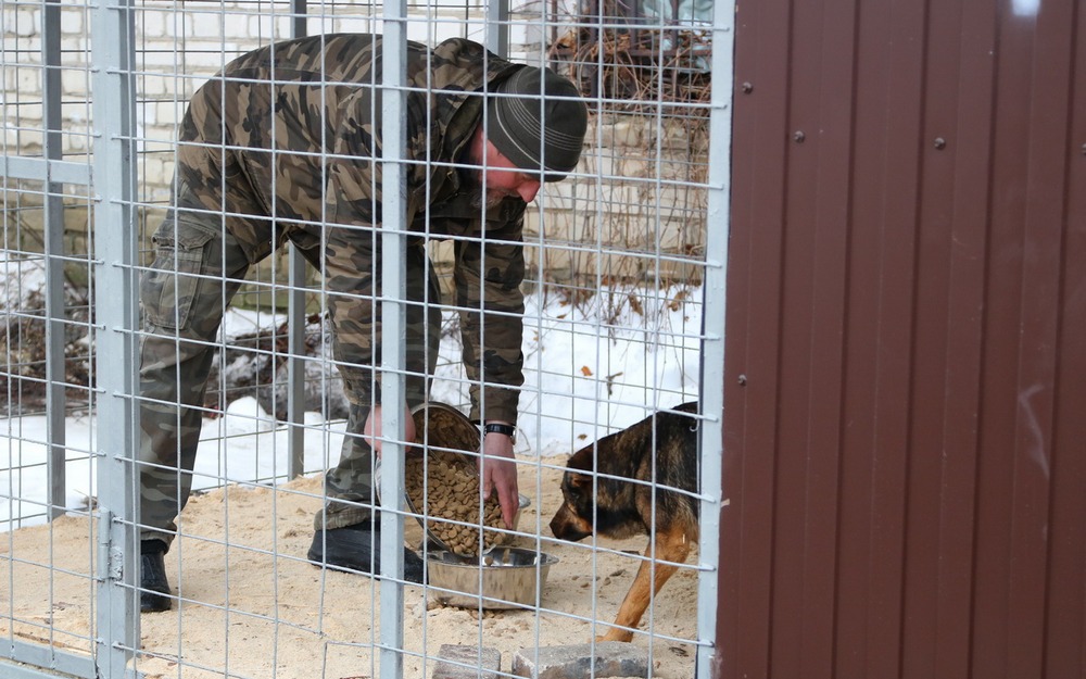 После указания прокуратуры в России появятся сотни собачьих приютов