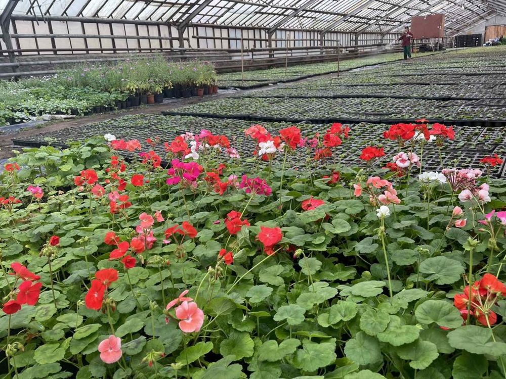 В теплицах «Зеленое хозяйство» вырастили цветы для брянских клумб