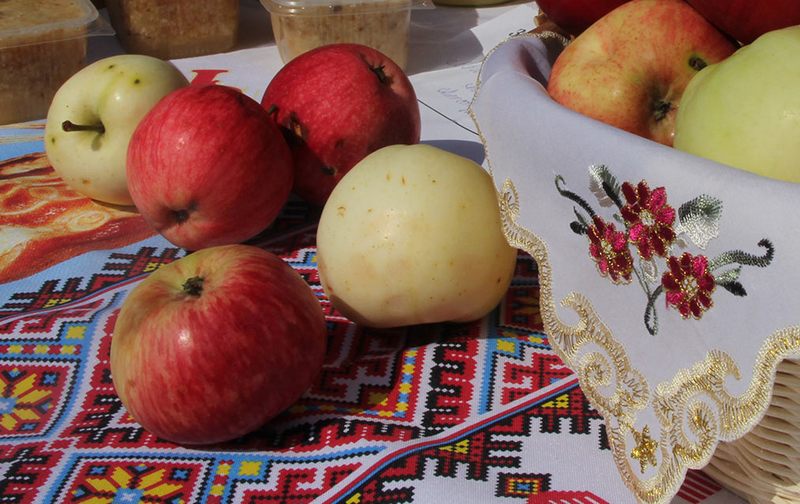 Сады Брянской области готовят к новому урожаю яблок