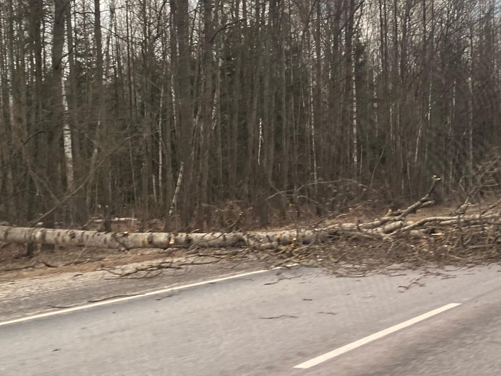 Из-за сильного ветра в Брянской области упало дерево