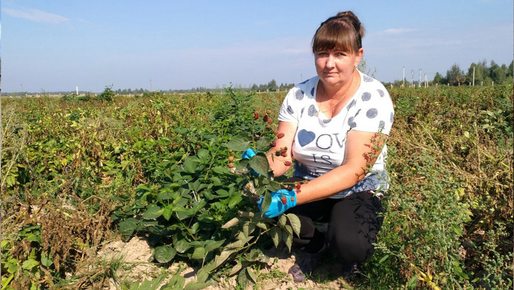 Жительница Брянщины получила грант на выращивание ежевики
