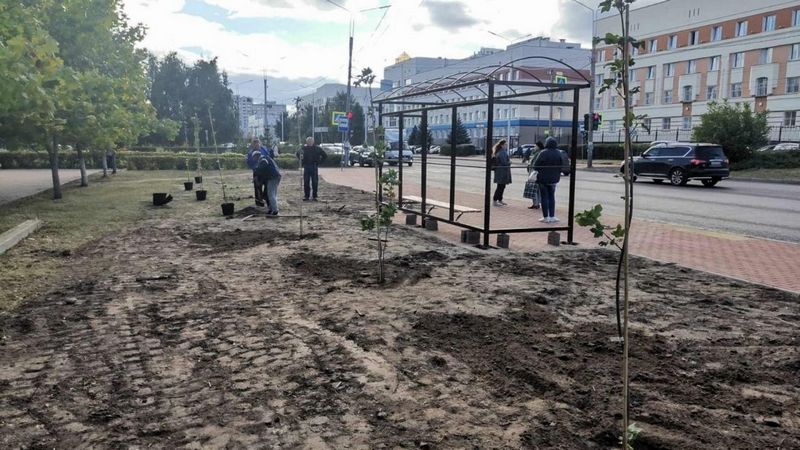 На улице Крахмалева в Брянске взамен срубленных 12 деревьев посадили 7 кленов