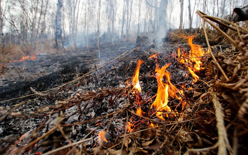 В Брянской области МЧС предупредило о чрезвычайной пожароопасности с 4 сентября