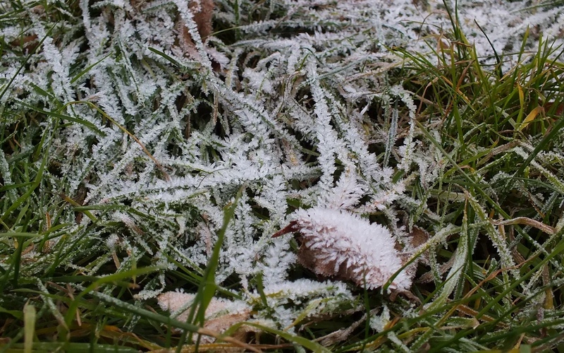В Брянской области сегодня ожидаются заморозки до -1 градуса