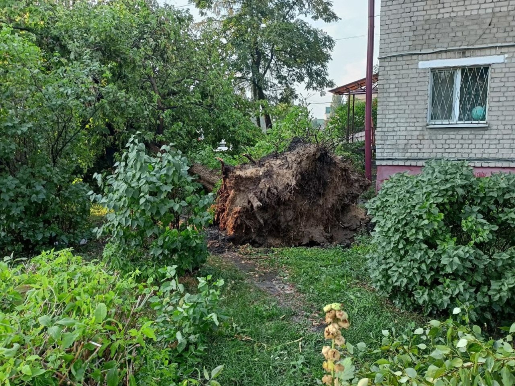В Брянске вечерний ураган повалил деревья в нескольких дворах