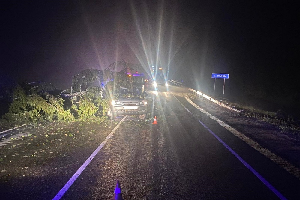 При падении дерева под Злынкой пострадал 24-летний пассажир легковушки