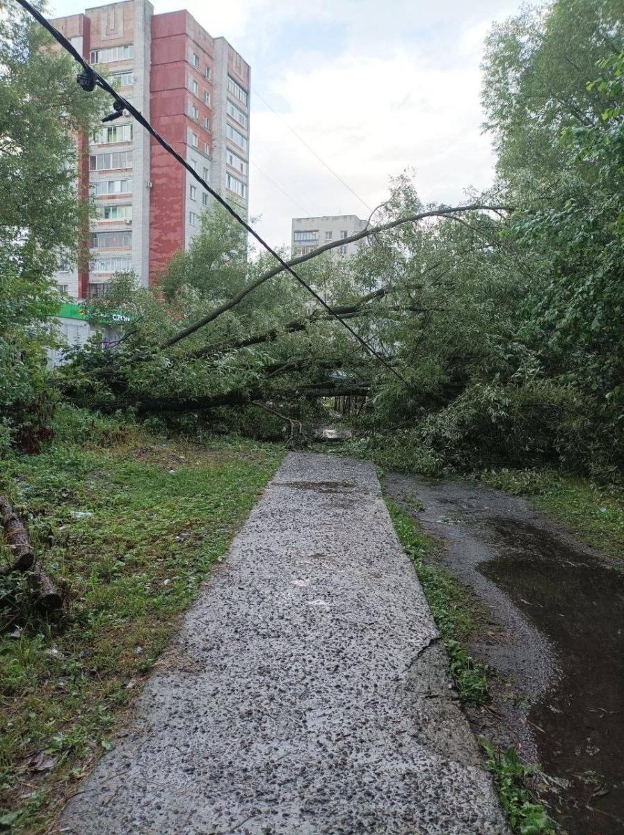 На улице Вяземского в Брянске упавшее дерево оборвало линию электропередач