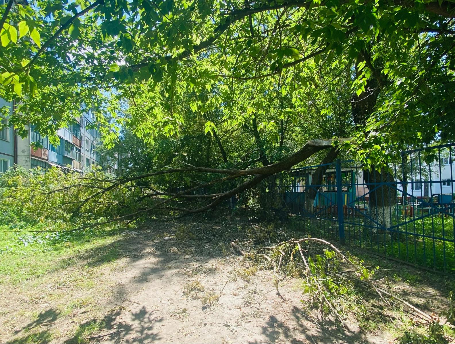 На территории детского сада «Моржонок» в Брянске упало дерево