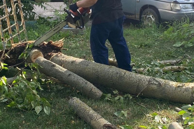Следователи встретятся с брянцами, недовольными вырубкой деревьев в микрорайоне «Сосновый бор»
