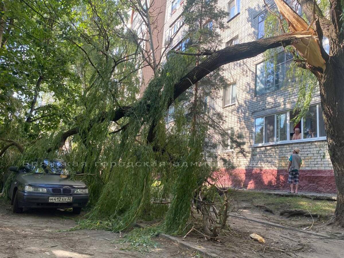 В Брянске на припаркованную легковушку рухнула ветка дерева