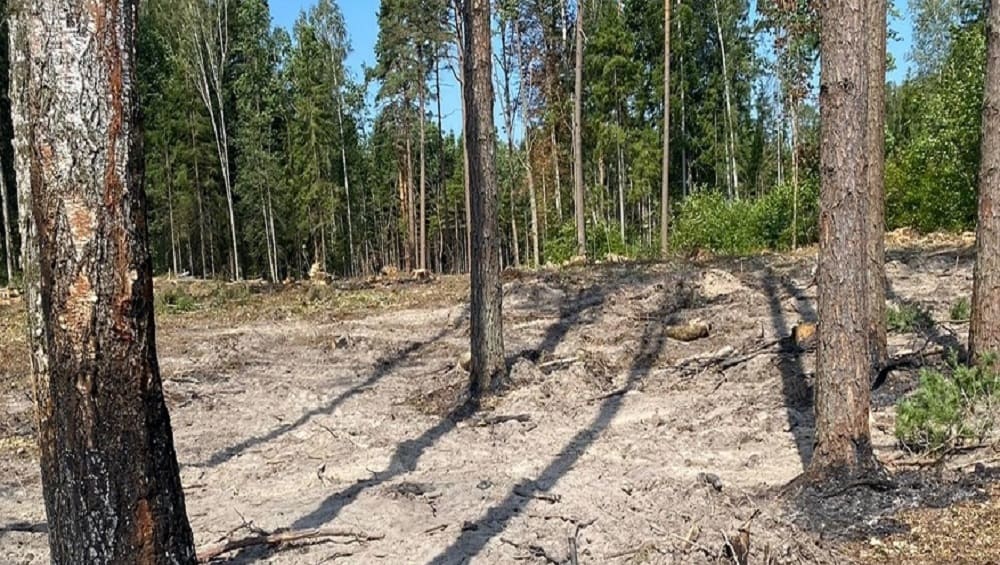 В Дятьковском районе семеро спасателей потушили лесной пожар