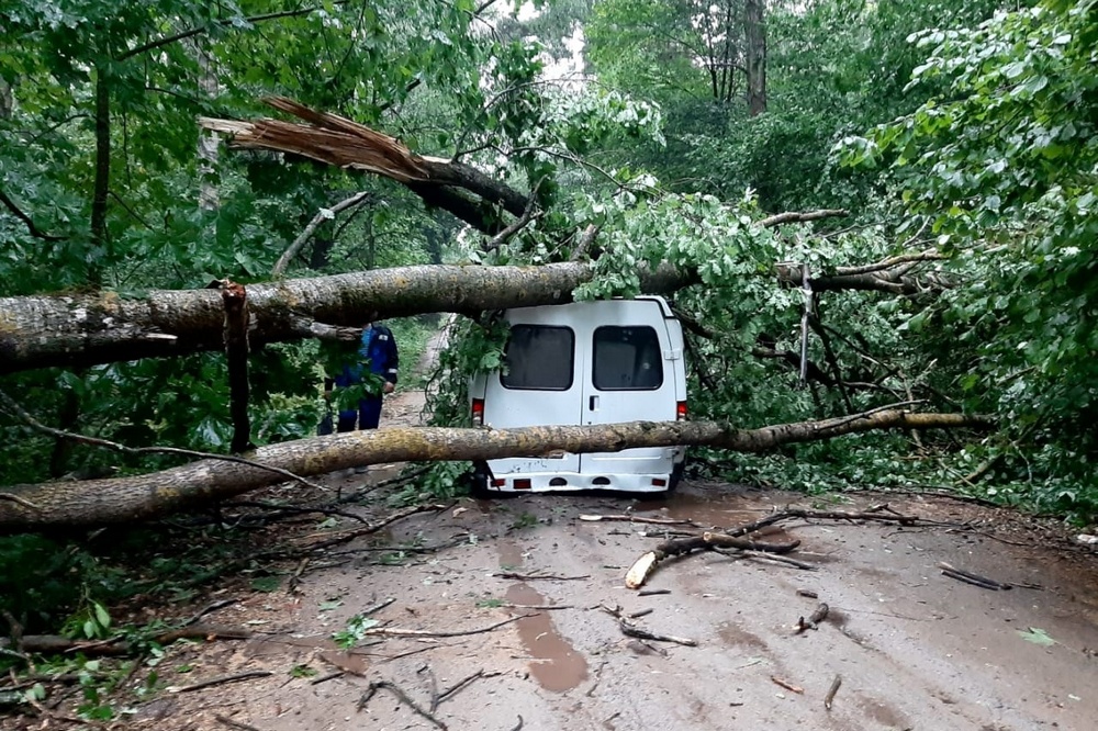 В поселке Локоть на ГАЗ рухнуло дерево — ранены два пассажира
