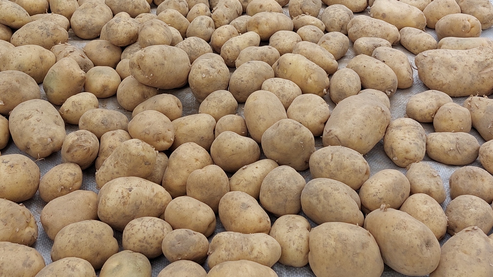В Брянской области предприятия за увеличение производства картофеля получат 292 млн рублей