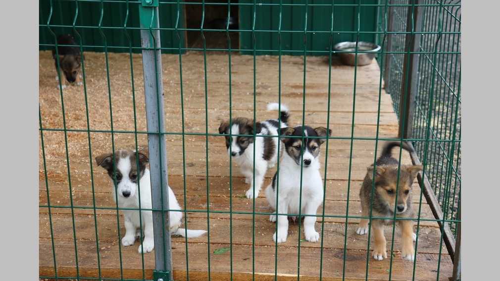 В брянской администрации пообещали снизить число бездомных собак на улицах города
