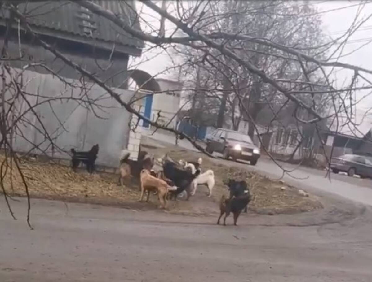 Стая агрессивных собак в Новозыбкове встревожила местных жителей