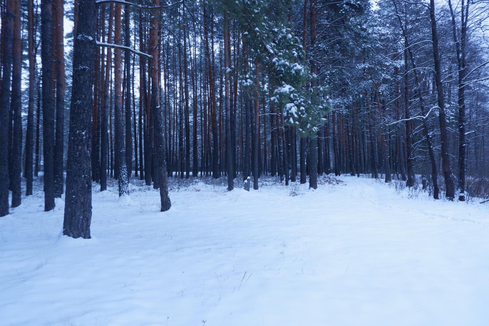 На территории Брянской области 24 января похолодает до минус 10 градусов мороза