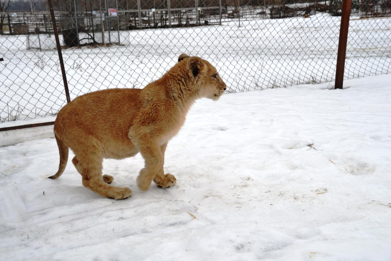 Изъятый брянскими таможенниками львенок по кличке Лина будет жить в зоопарке в Тульской области