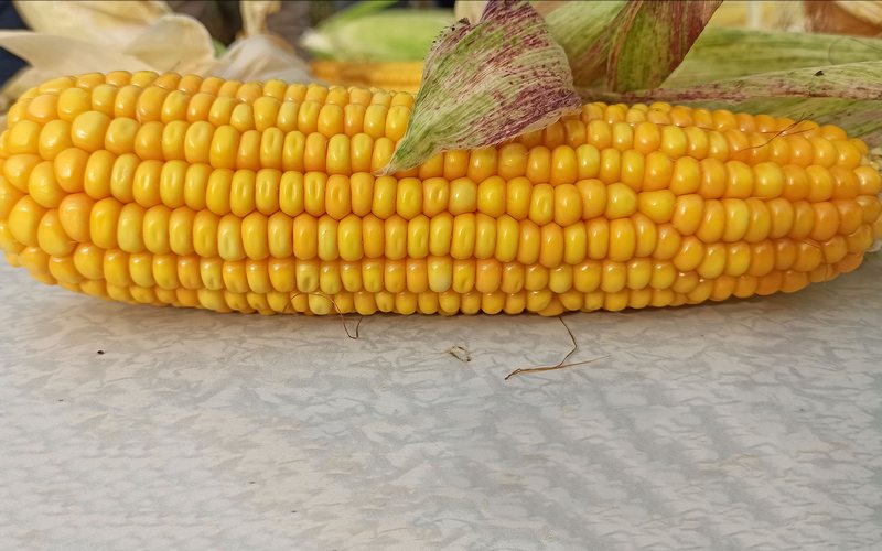 Брянских супругов осудили за хищение 373 початков кукурузы