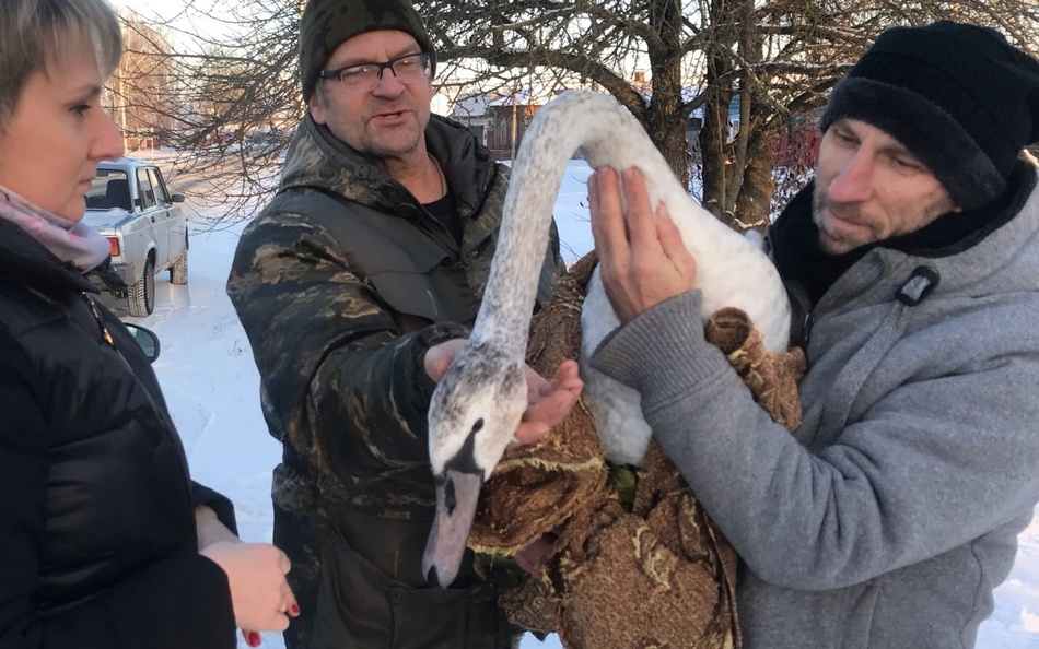 В Климове спасли замерзающего на озере одинокого лебедя