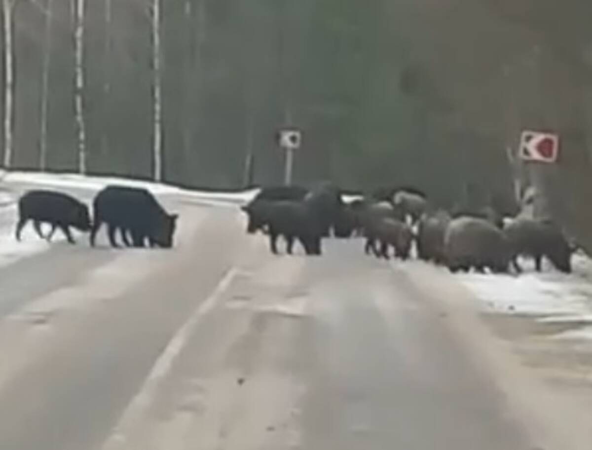 Жителям Брянской области показали видеозапись стада кабанов на дороге в лесу в Суземском районе