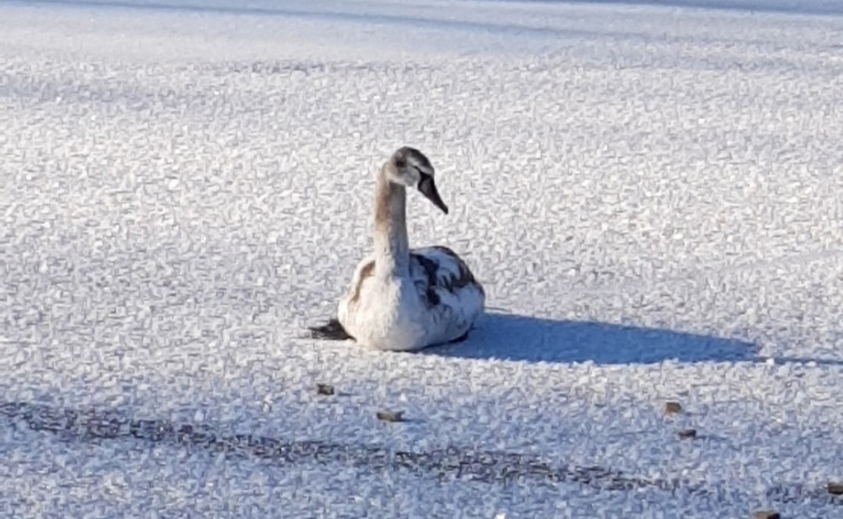 Жителей Климова обеспокоила судьба замерзающего на озере одинокого лебедя