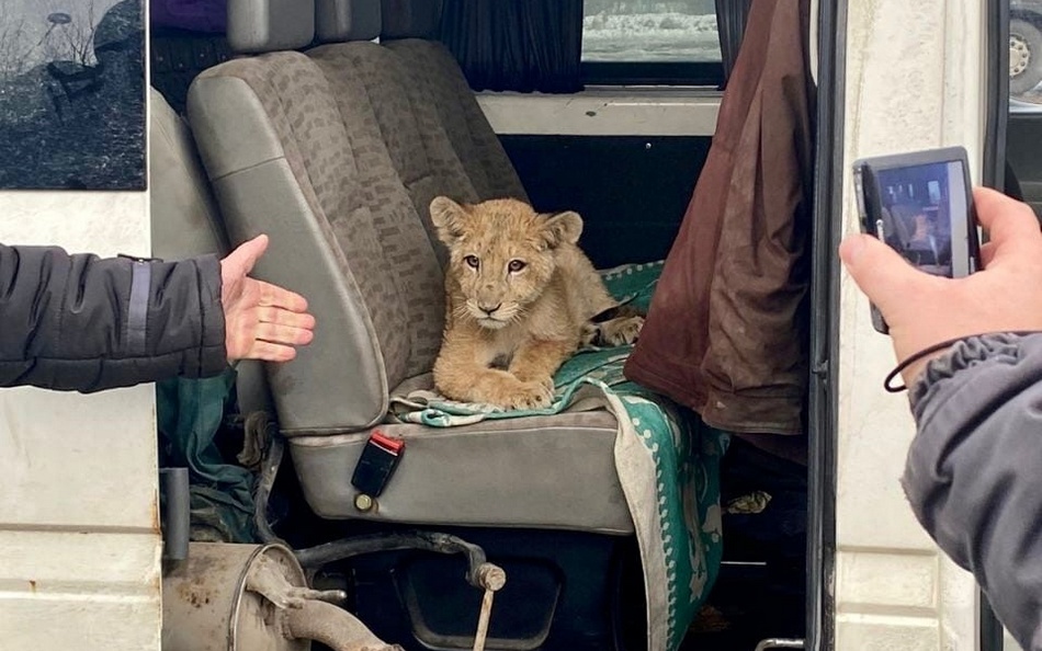 В Брянской области задержали микроавтобус, незаконно перевозивший львенка