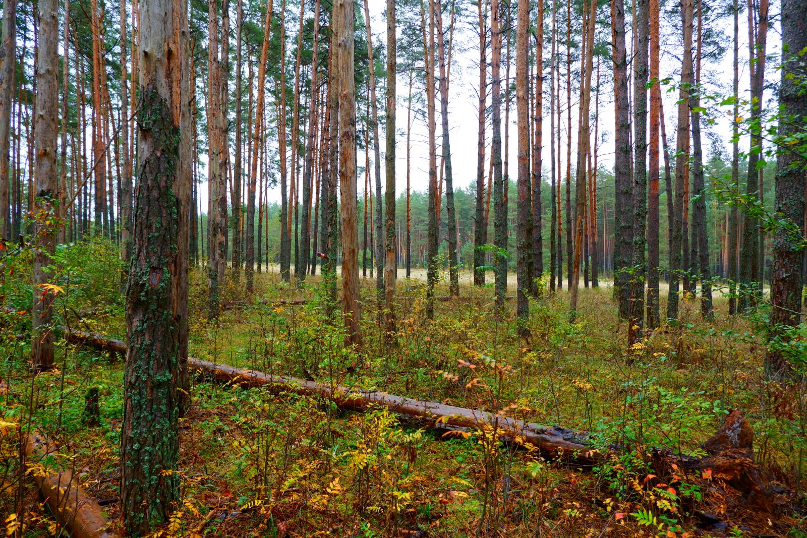 Арендатор участка брянского леса по решению суда посадит 400 сосен