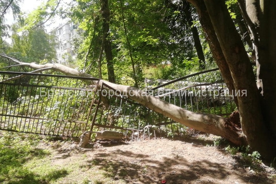 Возле школы №60 в Брянске на забор рухнуло массивное дерево