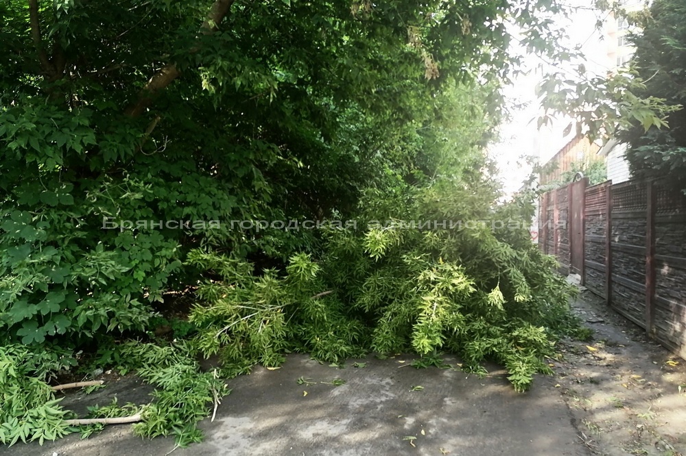 В Брянске рядом с детским садом рухнуло огромное дерево