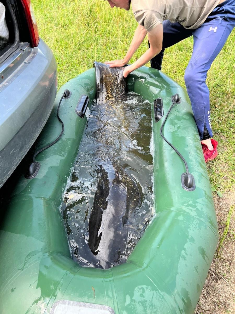Брянский рыбак поймал в озере 42-килограммового сома-гиганта