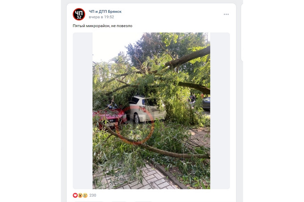 В Брянске дерево рухнуло на припаркованные автомобили
