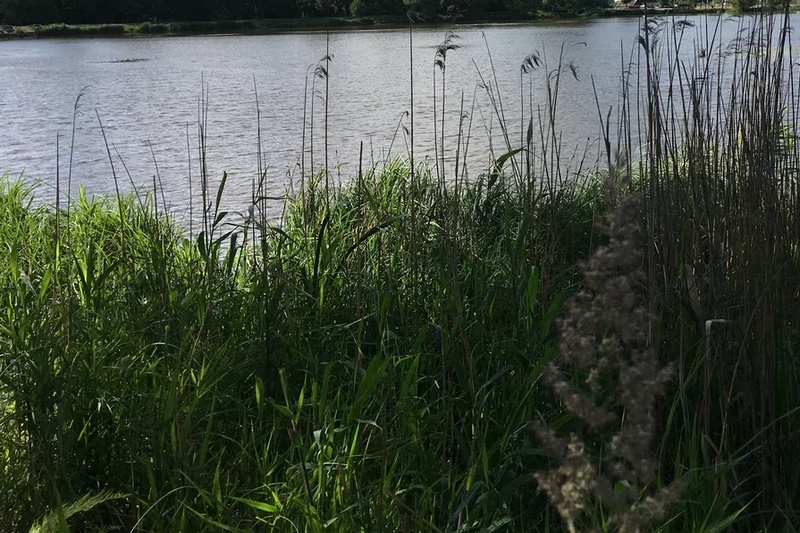 Из озера в Новозыбкове выловили труп 43-летнего мужчины