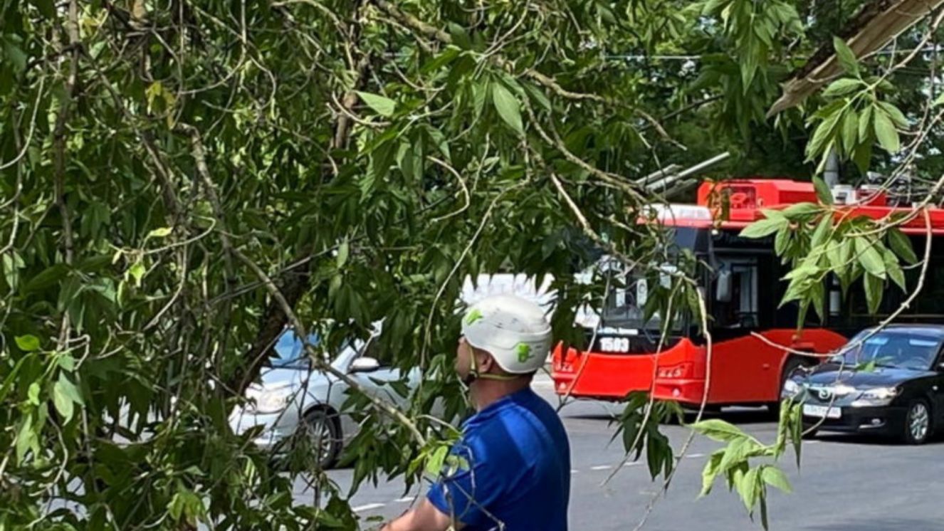 Из-за рухнувшего на дорогу на улице Калинина дерева в Брянске образовалась большая пробка