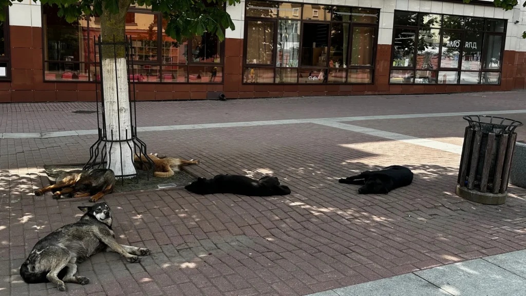 Сытые бродячие собаки оккупировали бульвар Гагарина в Брянске