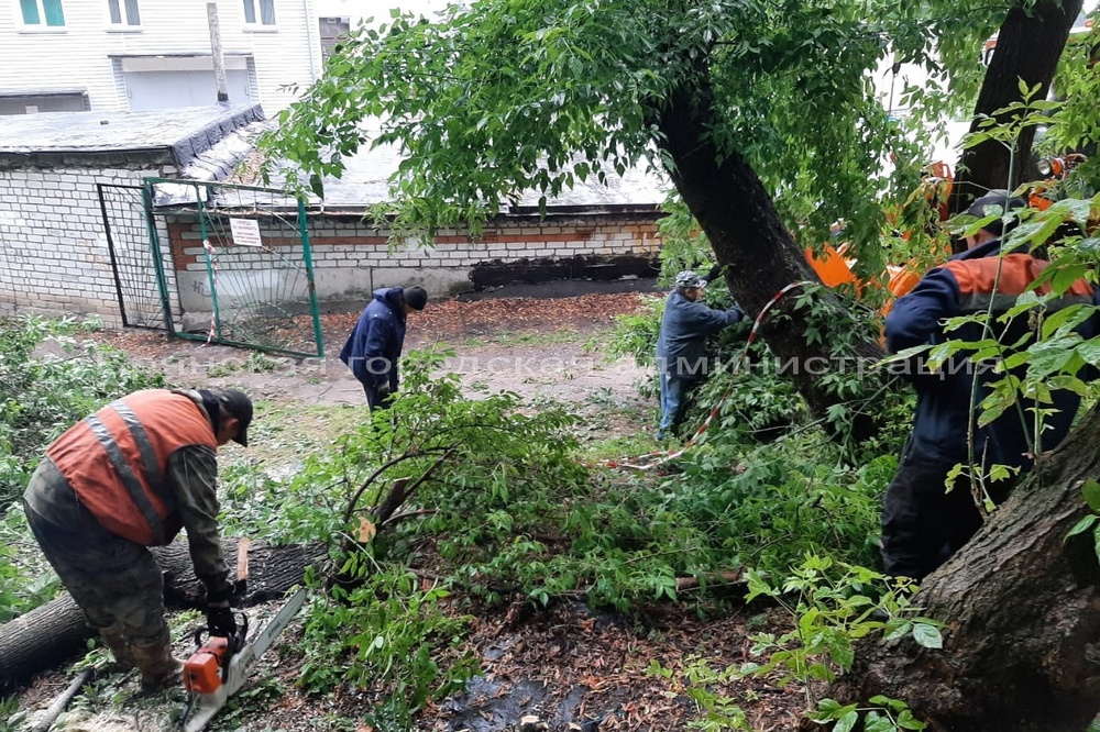В Брянске на забор спортивной школы рухнула огромная ветка