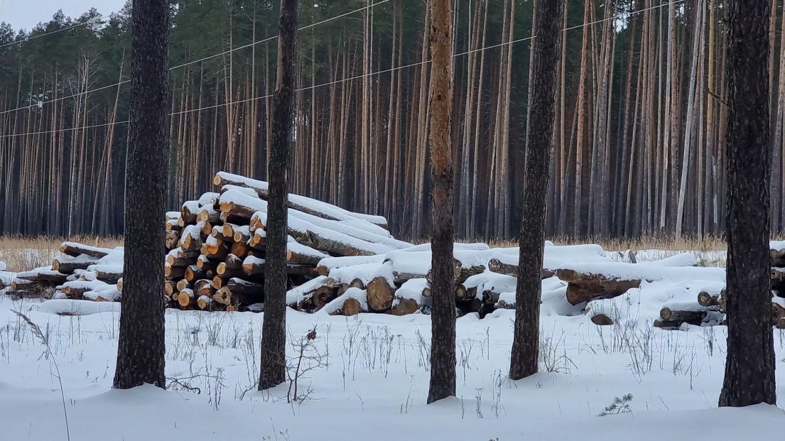 Жительница Брянской области провернула аферу с вырубкой леса на 14,4 млн рублей