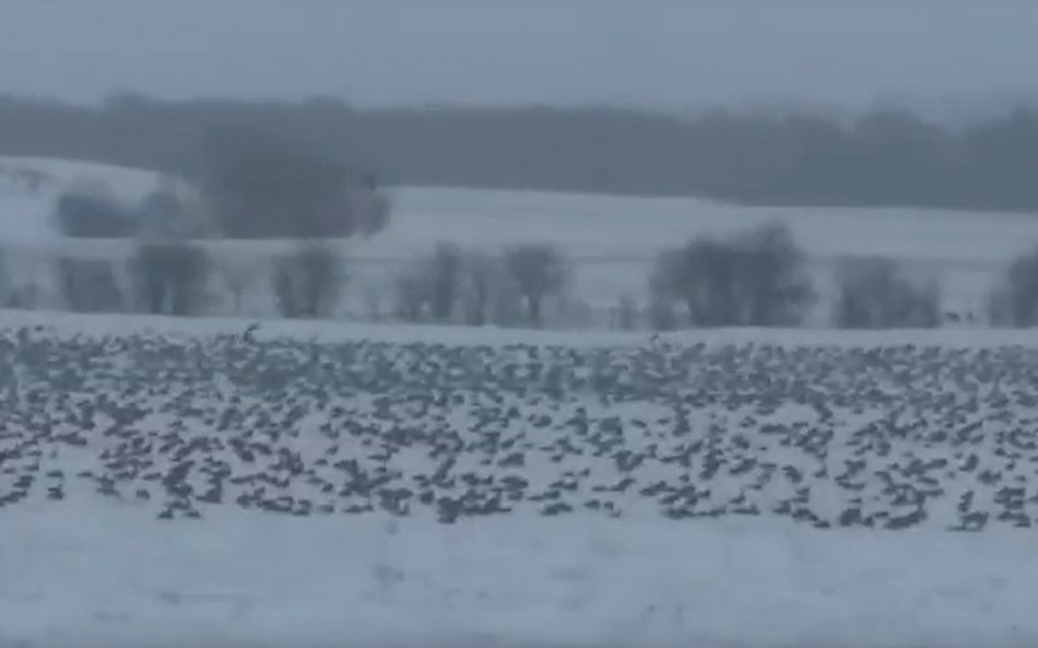 На поле возле Стародуба приземлилось огромное количество перелетных гусей