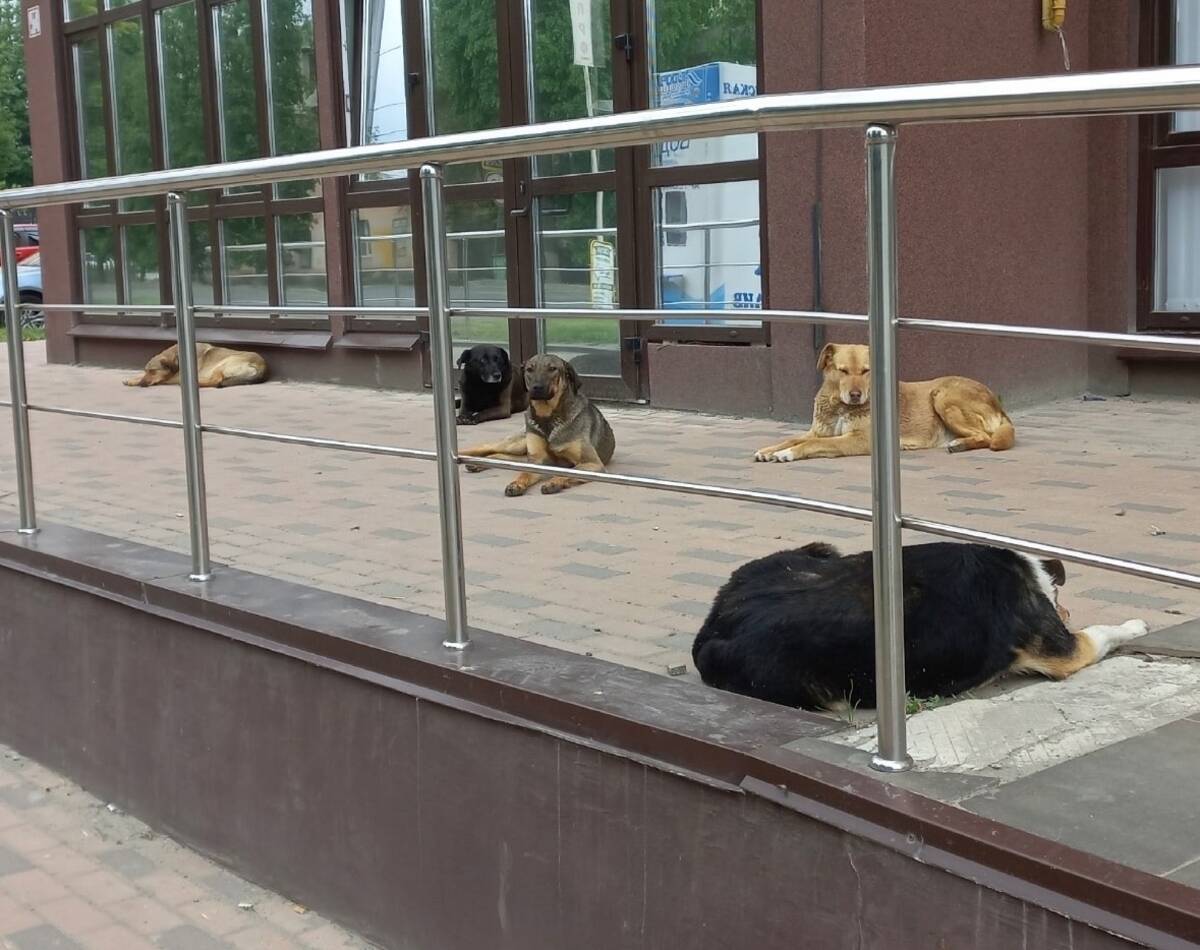 Жители Брянска наткнулись на стаю собак на улице Тарджиманова