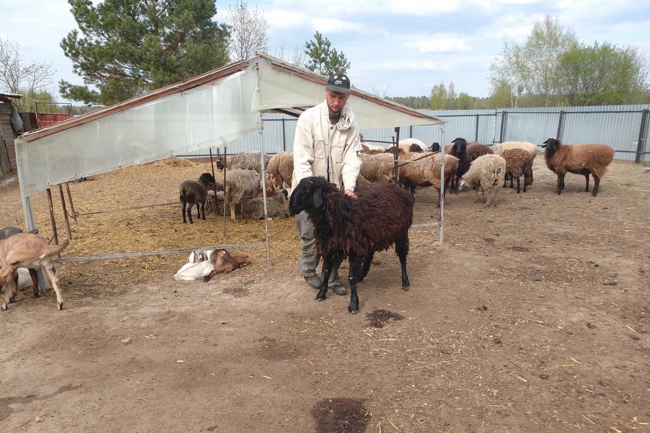 Благодаря соцконтракту брянец приобрел 10 овец эдильбаевской породы