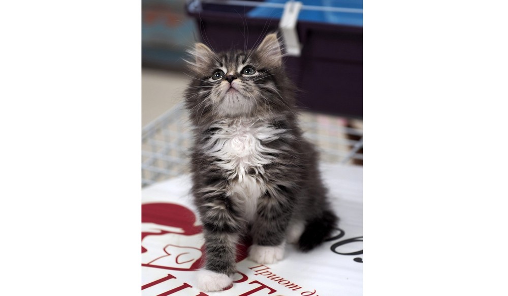 В Брянске пройдет выставка кошек «Забери меня домой»