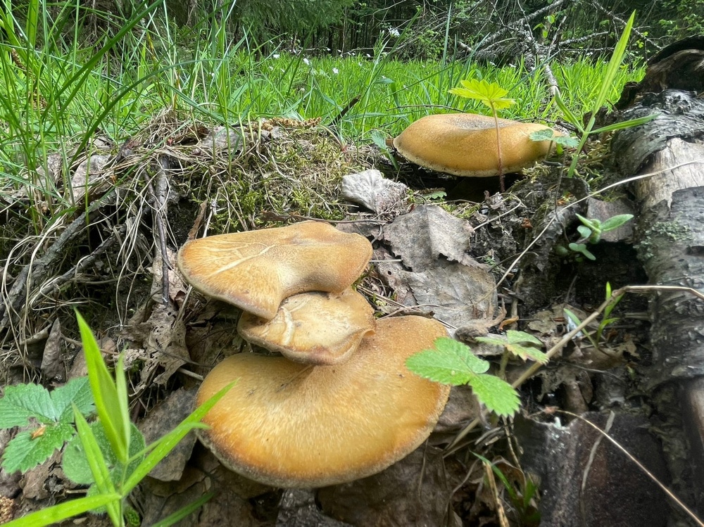 В заповеднике «Брянский лес» выросли удивительно красивые грибы