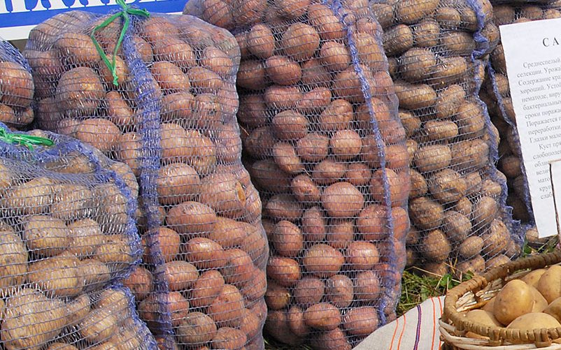 На рынках Брянска начали продавать молодой картофель по 100 рублей за килограмм