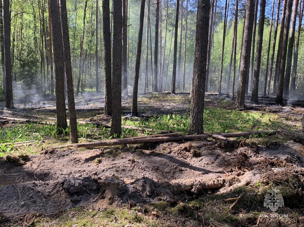 Брянцы сообщили о пожаре в лесу между Сушанами и Бровничами