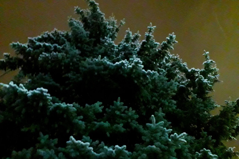 В Рослесинфорге сообщили об объемах вырубки новогодних елей