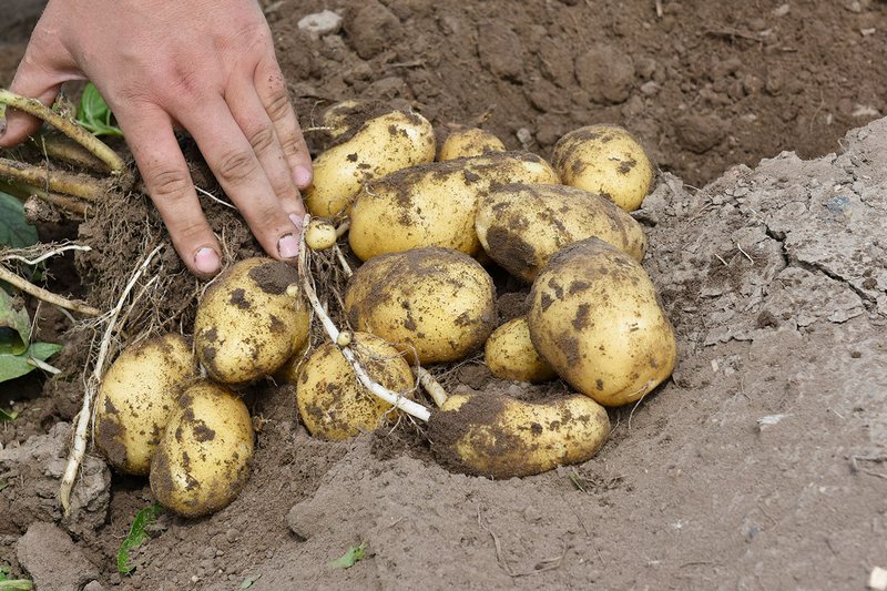 Брянский губернатор Богомаз рассказал о картофельных рекордах