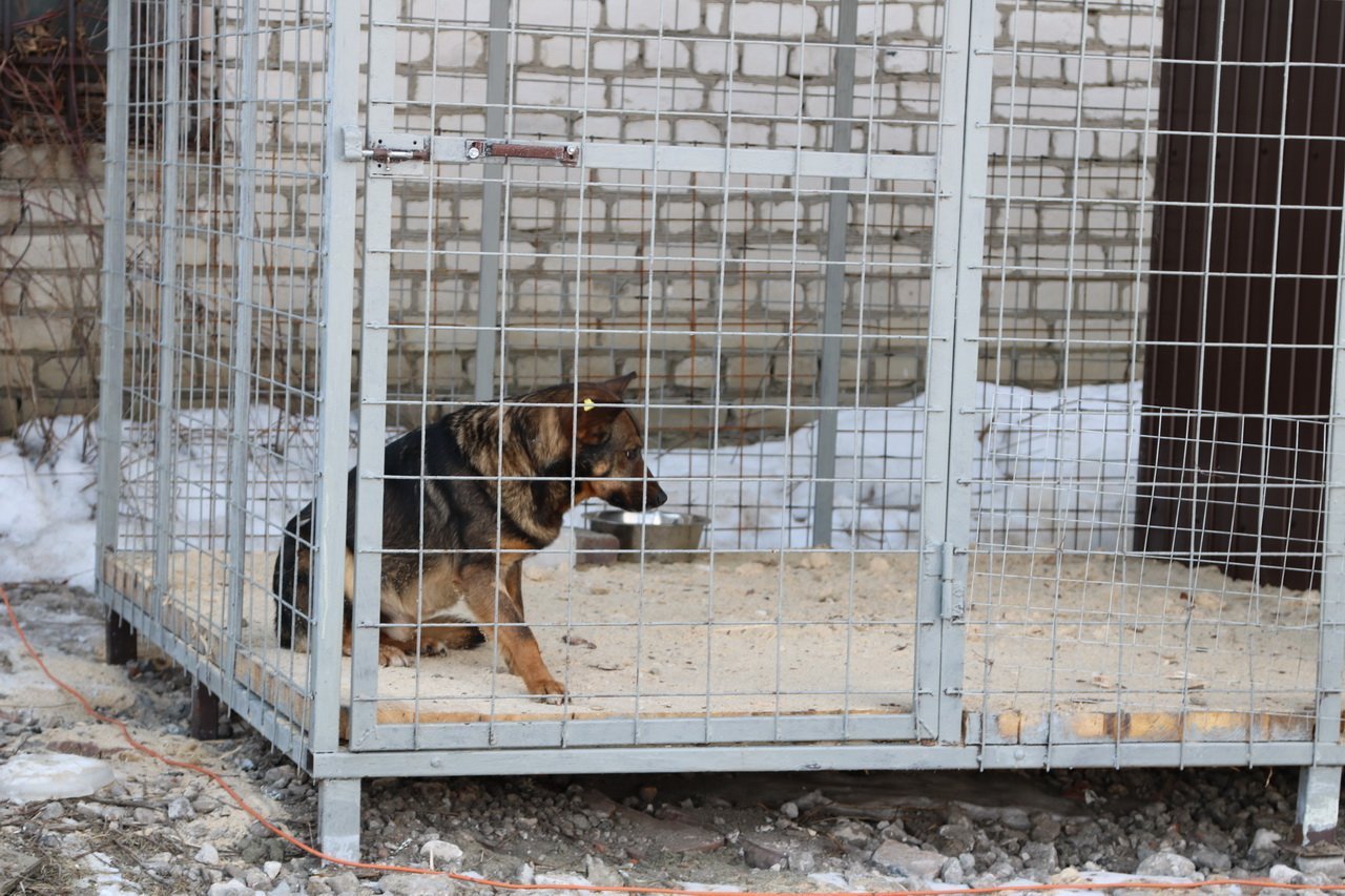 Жителей Карачевского района попросили помочь Дому с хвостиками
